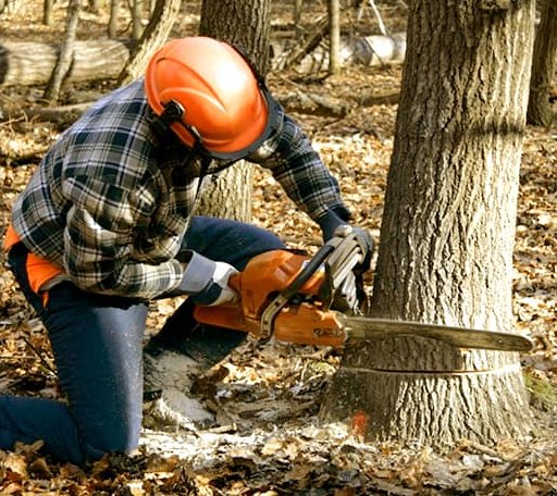 Tree Removal in Hebron, OH
